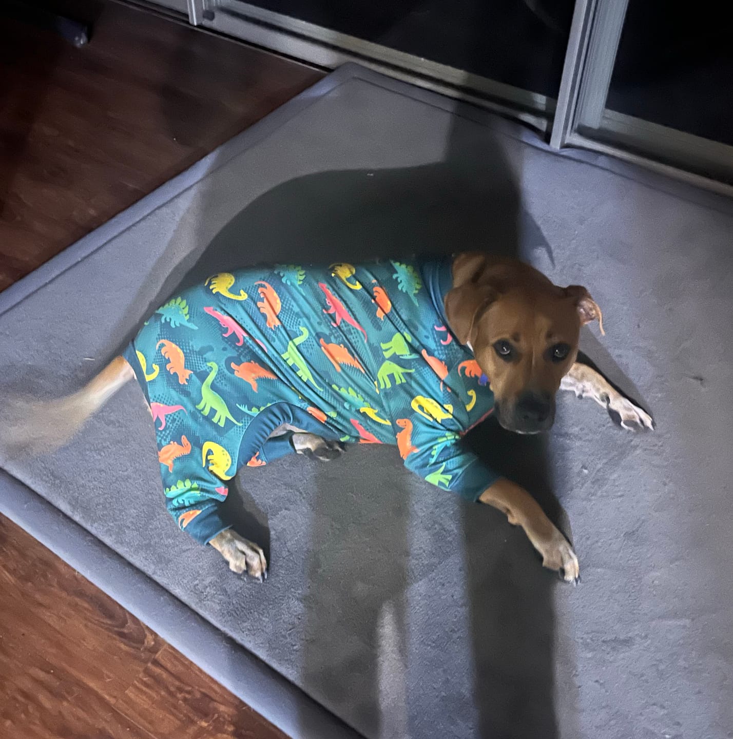 Customer photo review of Dog Pajama - Breakfast Blue