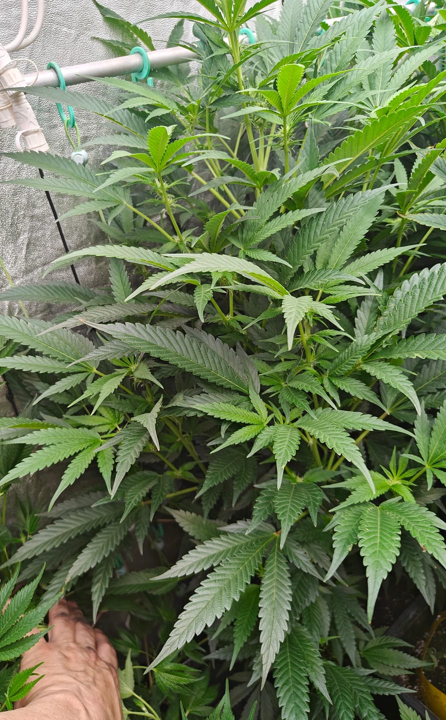 Customer photo review of Hanfstecklinge | Agent Orange