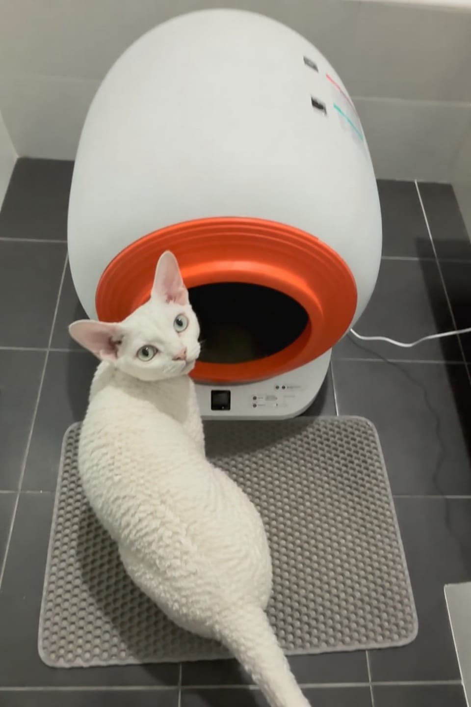 Customer photo review of The Petbuds Tonepie Q-CLEAN Automatic Self-Cleaning Litter Box