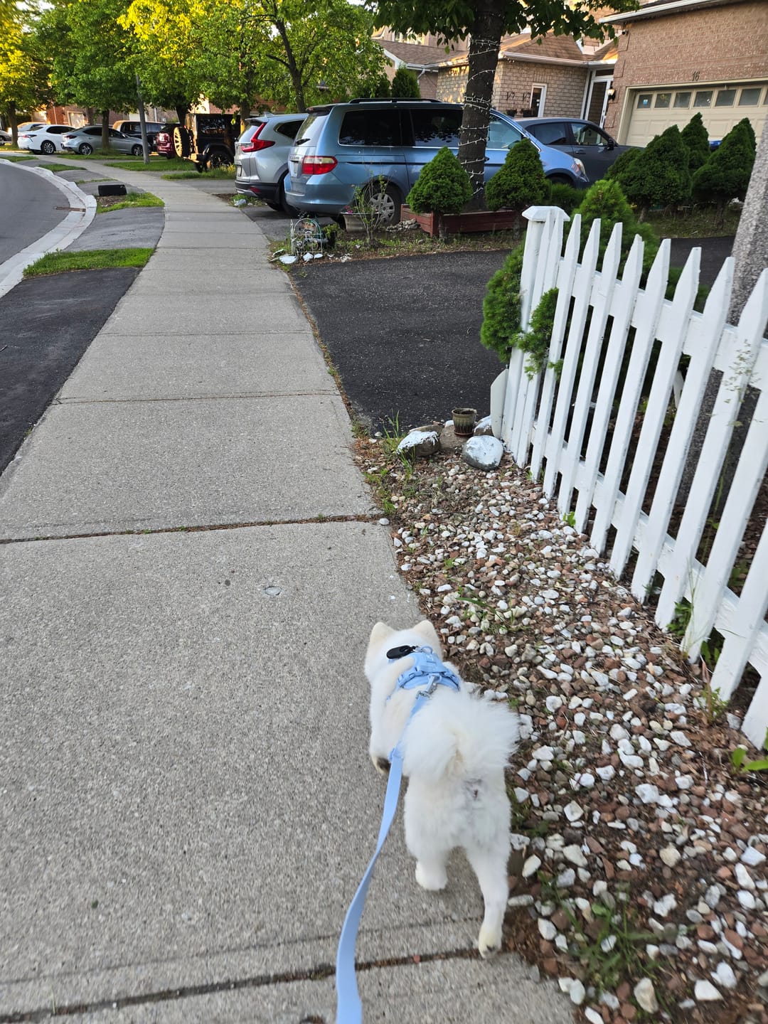 Customer photo review of Solace 6-IN-1 Hands Free Waterproof Leash