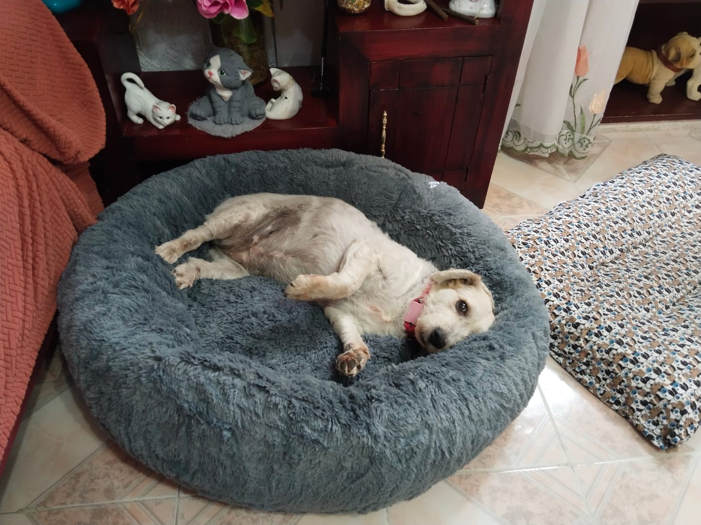 Customer photo review of Cama Antiestrés para Perros