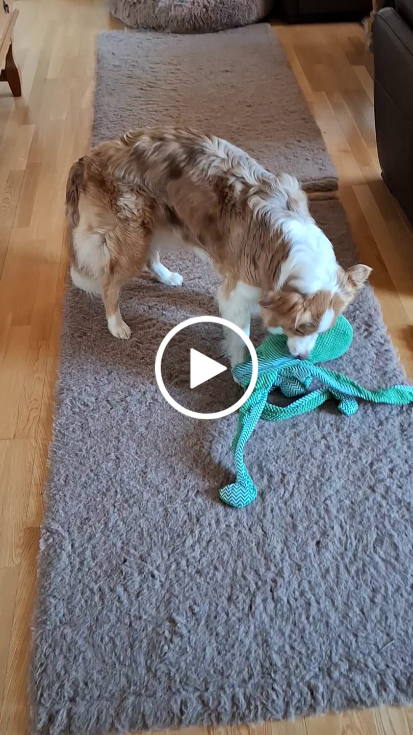 Customer video review of Stor blæksprutte bamse, 71 cm. lang