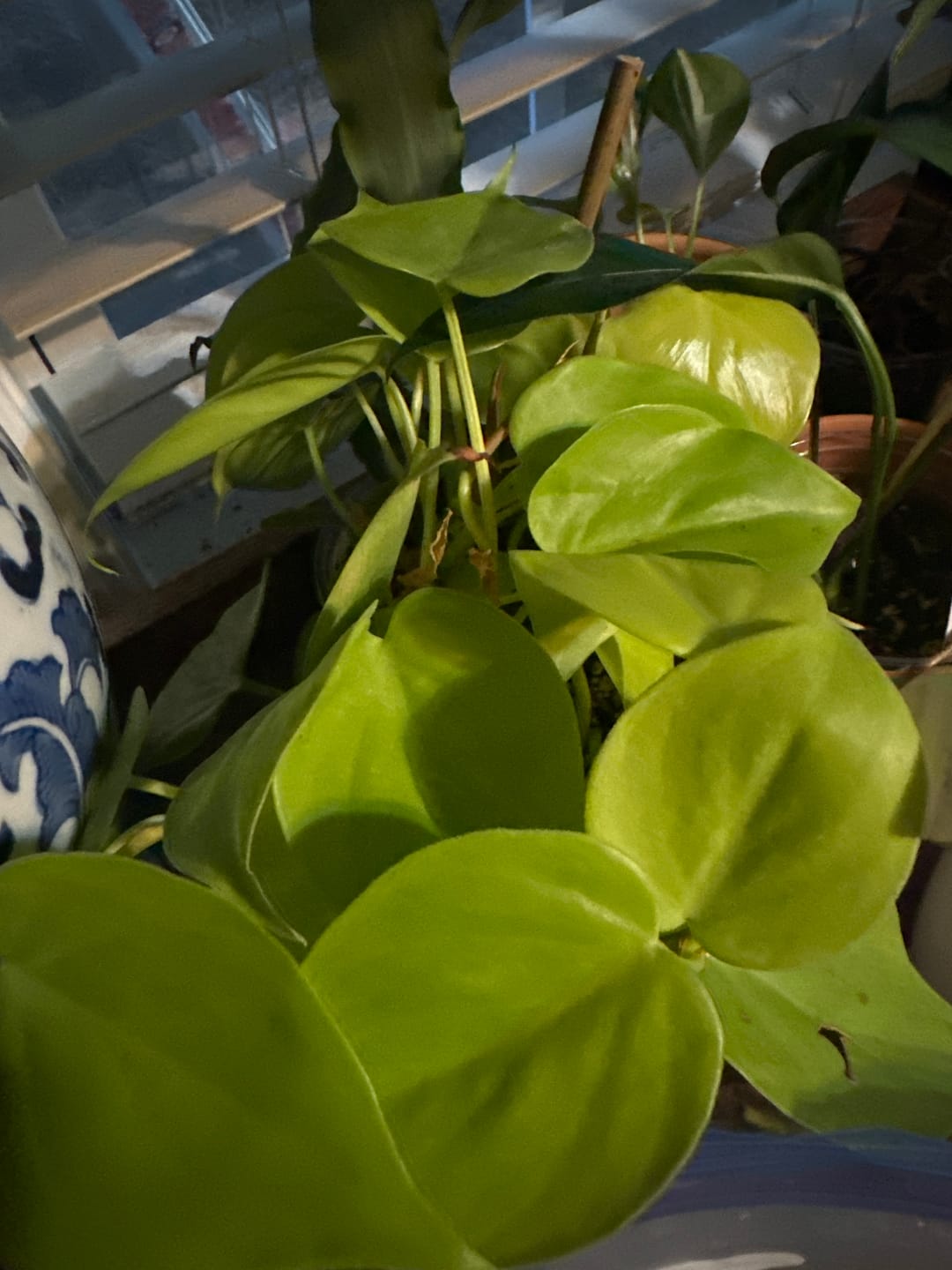 Customer photo review of Philodendron hederaceum 'Lemon Lime'