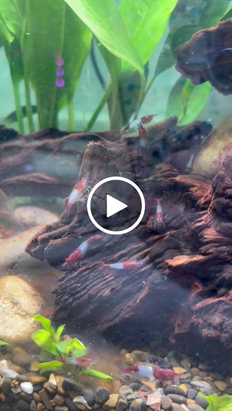 Customer video review of Red Rili Shrimp