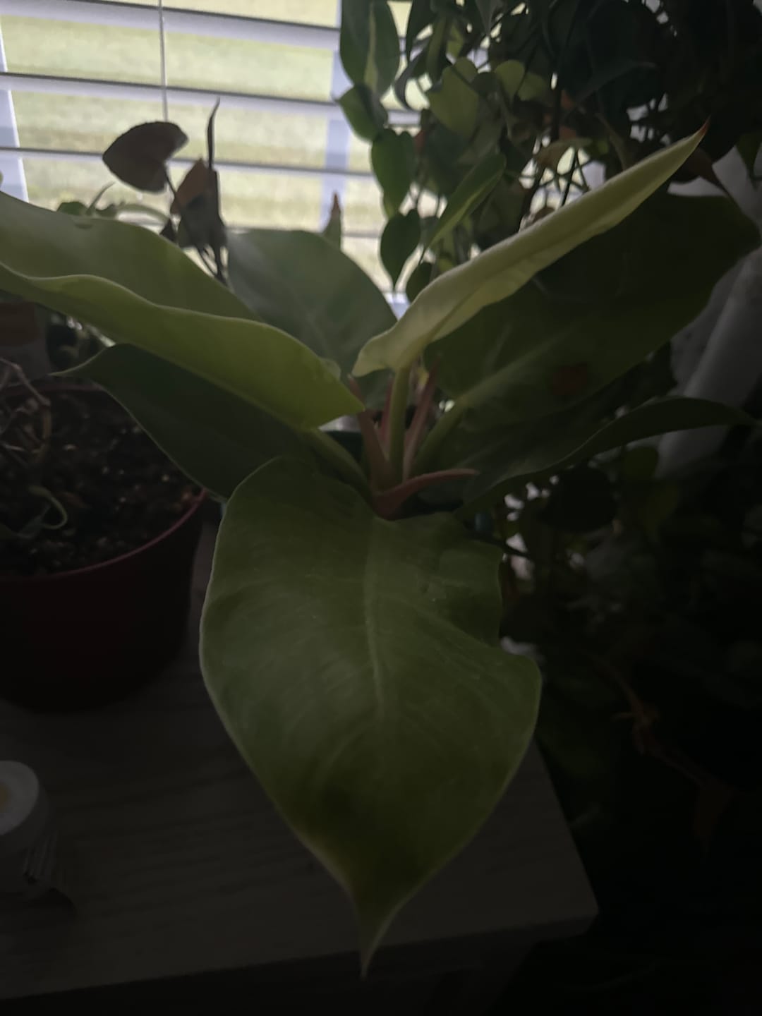 Customer photo review of Philodendron 'Moonlight'