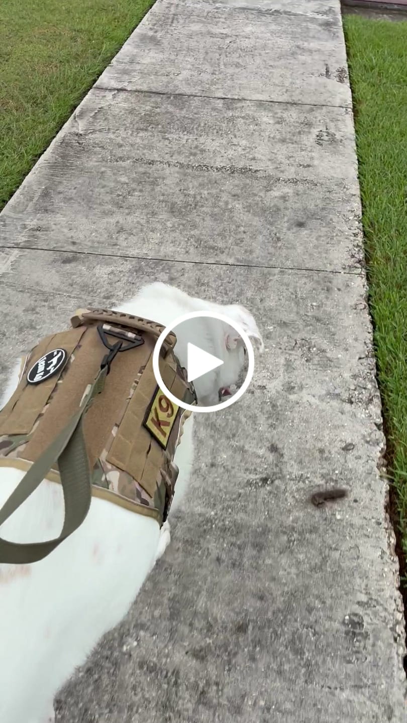 Customer video review of NEW Upgraded Tactical No-Pull Team K9® Dog Harness with 4 Quick-Release Metal Buckles, Reinforced Front & Back V-Rings, Hook & Loop Panels, Adjustable Straps, Reflective Strips, & Top Handle