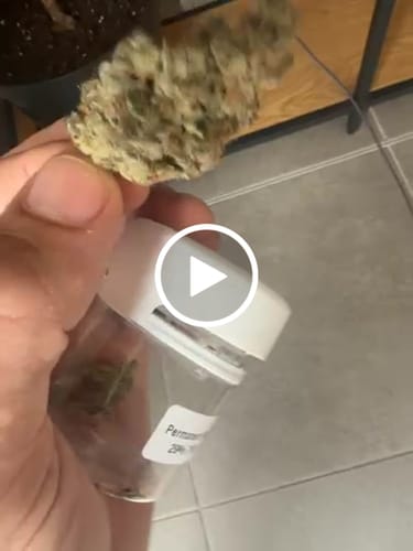 Customer video review of Permanent Marker 29% THCA