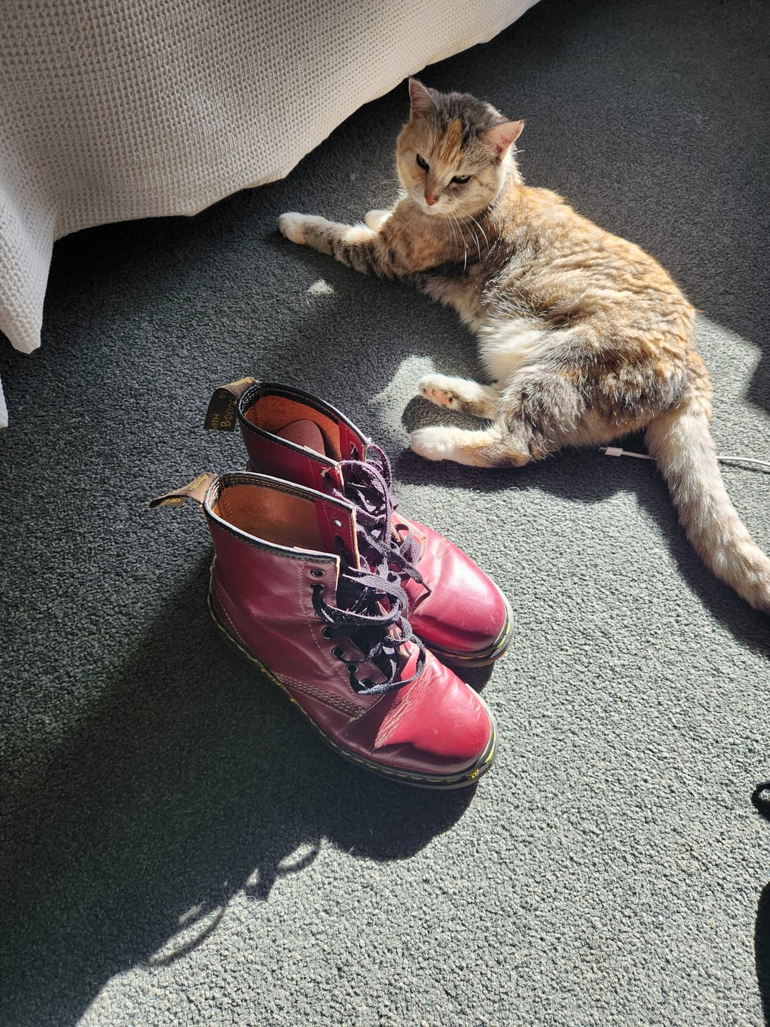 Customer photo review of Bravecto PLUS for Medium Cats 2.8kg- 6.25kg Spot-On Solution - Blue