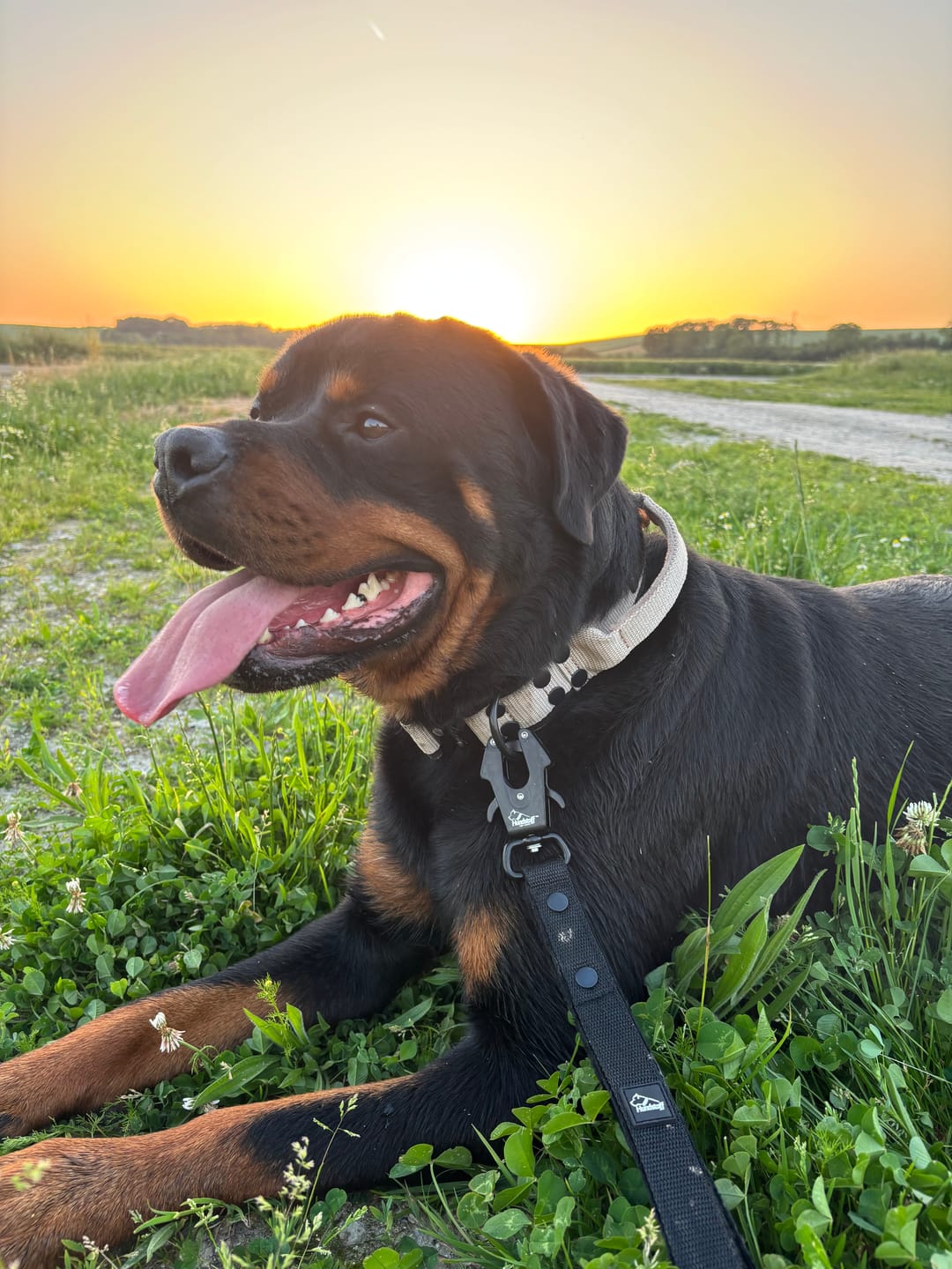 Customer photo review of Guard Leash Black Edition Svart - Väktarkoppel med extra handtag