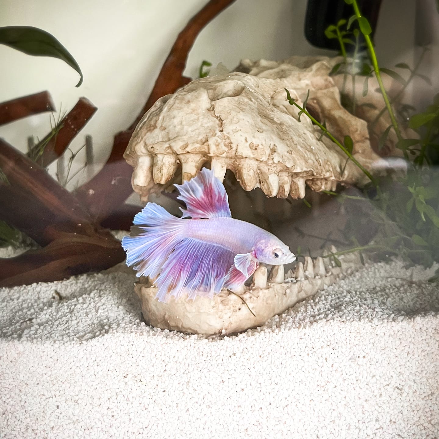 Customer photo review of Pink Halfmoon Male Betta Fish | You Pick Fish | Order Directly From Farm