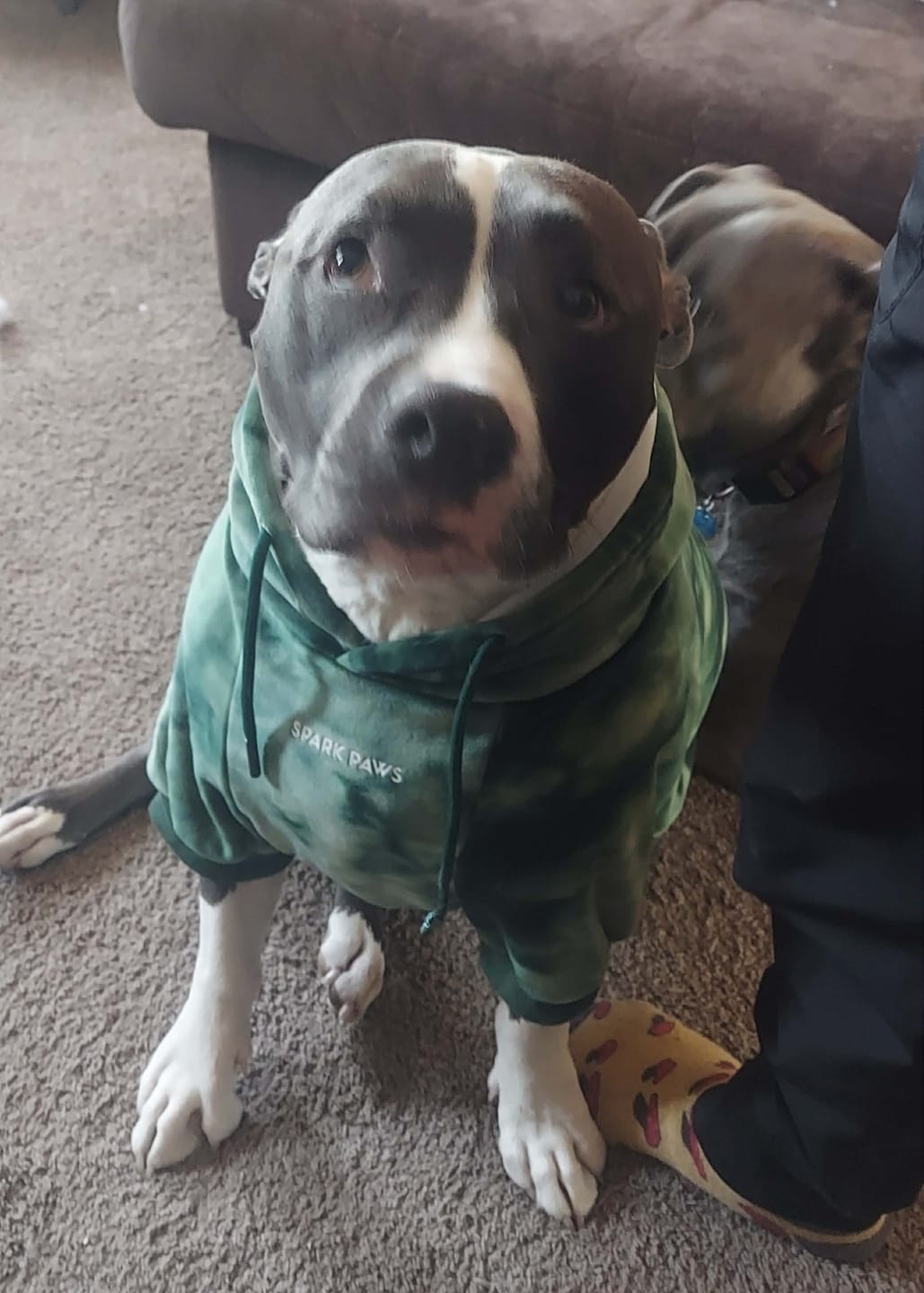 Customer photo review of Velvet Dog Hoodie - Emerald Green