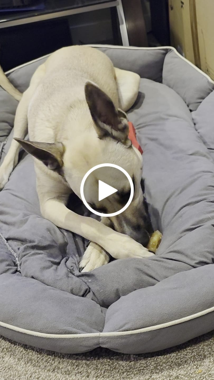 Customer video review of Himalayan Yak Cheese Chew Dog Treat