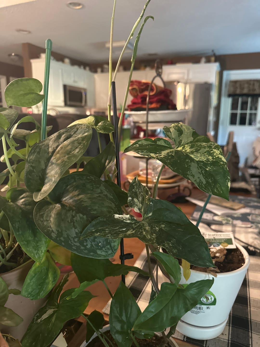 Customer photo review of Syngonium podophyllum albo variegata