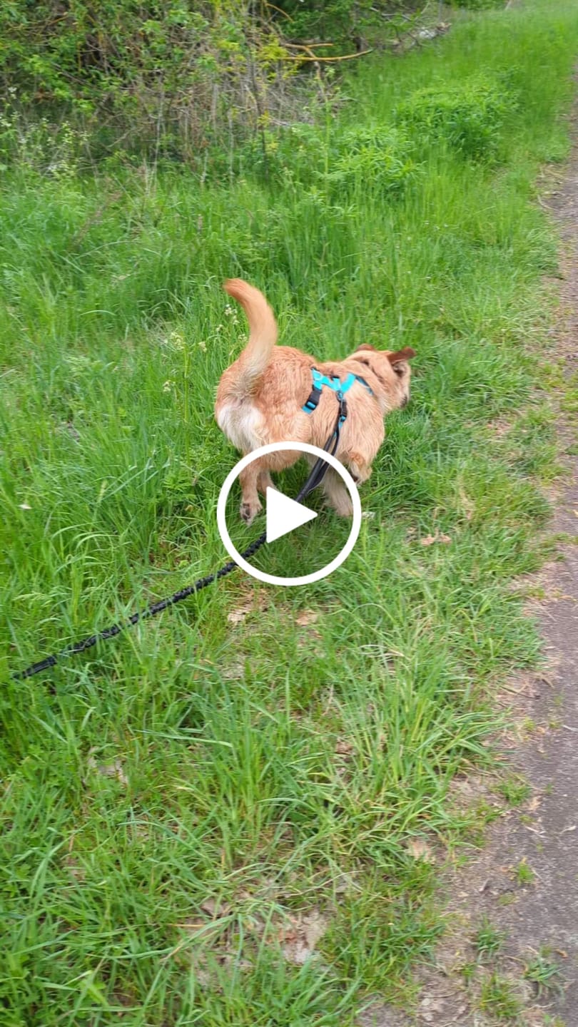 Customer video review of Zpray für Hunde und Menschen gegen Zecken, Flöhe, Milben & Mücken