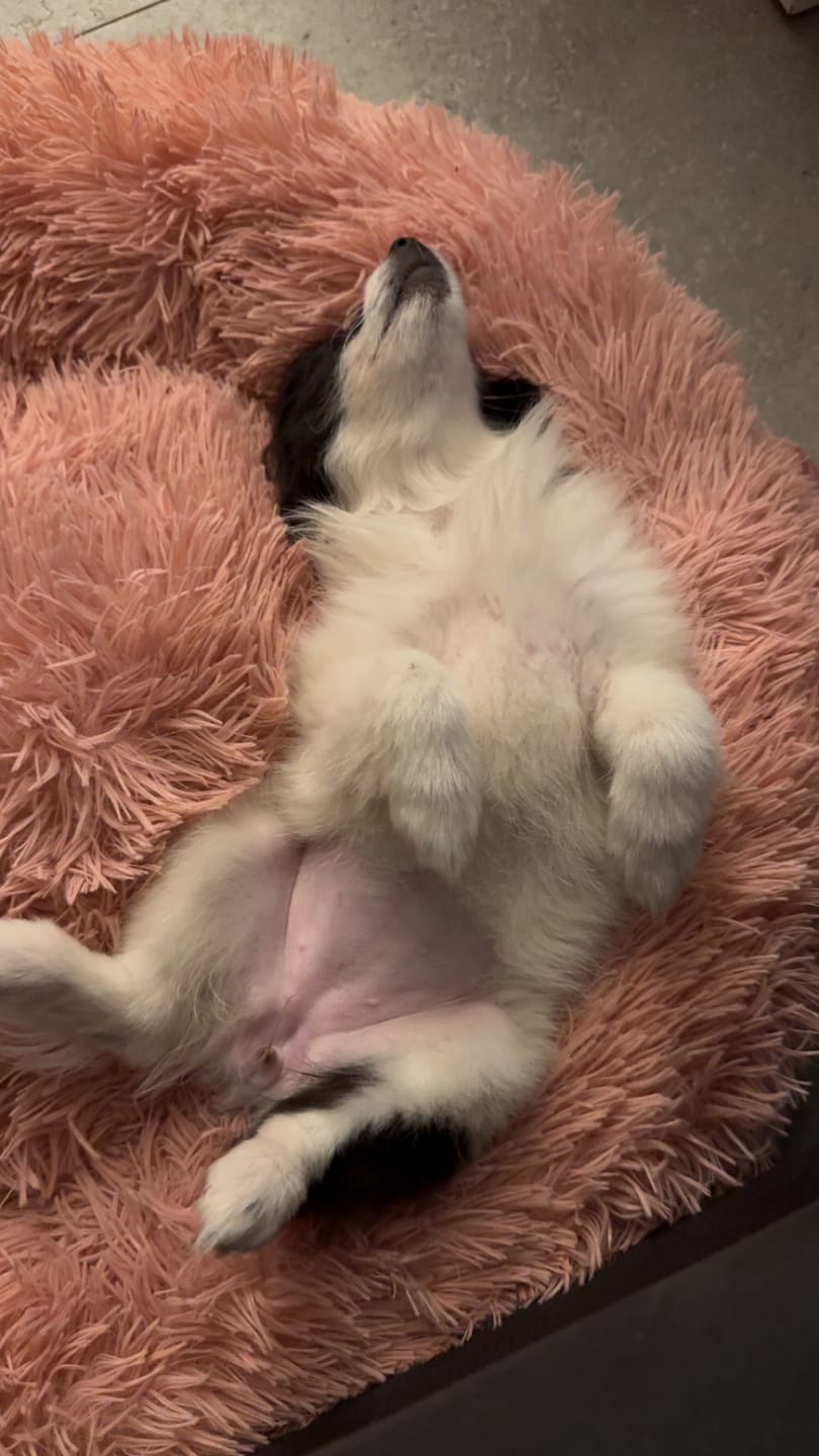 Customer photo review of Calming Pet Bed Machine Washable