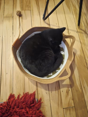 Customer photo review of Instinct Basket | Meet the first research-backed natural territory for indoor cats