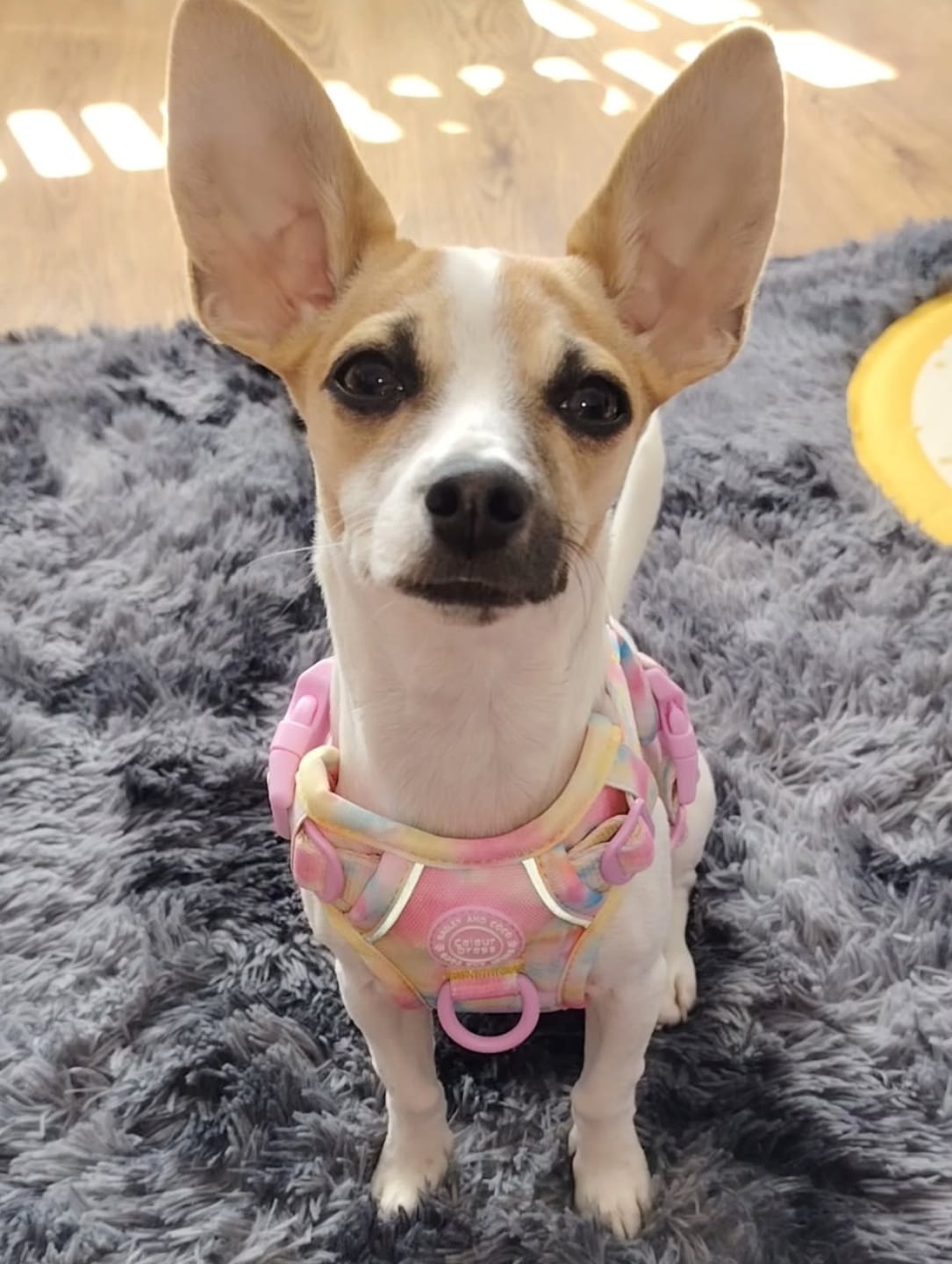 Customer photo review of Tie Dye Dog Harness - Colour Drops - Candy Floss
