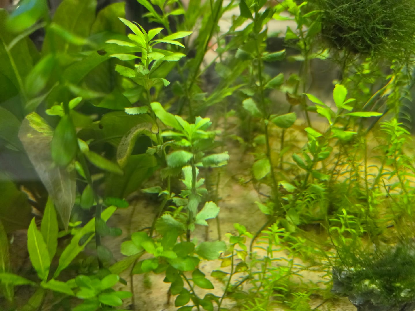Customer photo review of Water Wisteria (Hygrophila difformis)