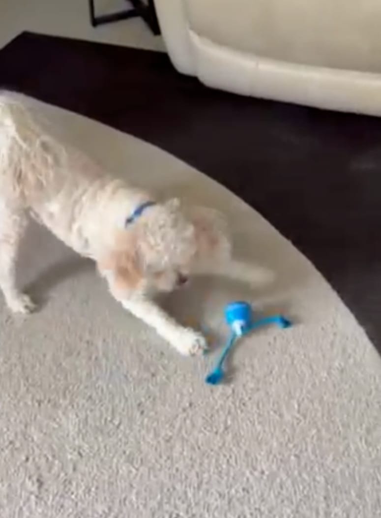 Customer photo review of Motion Ball