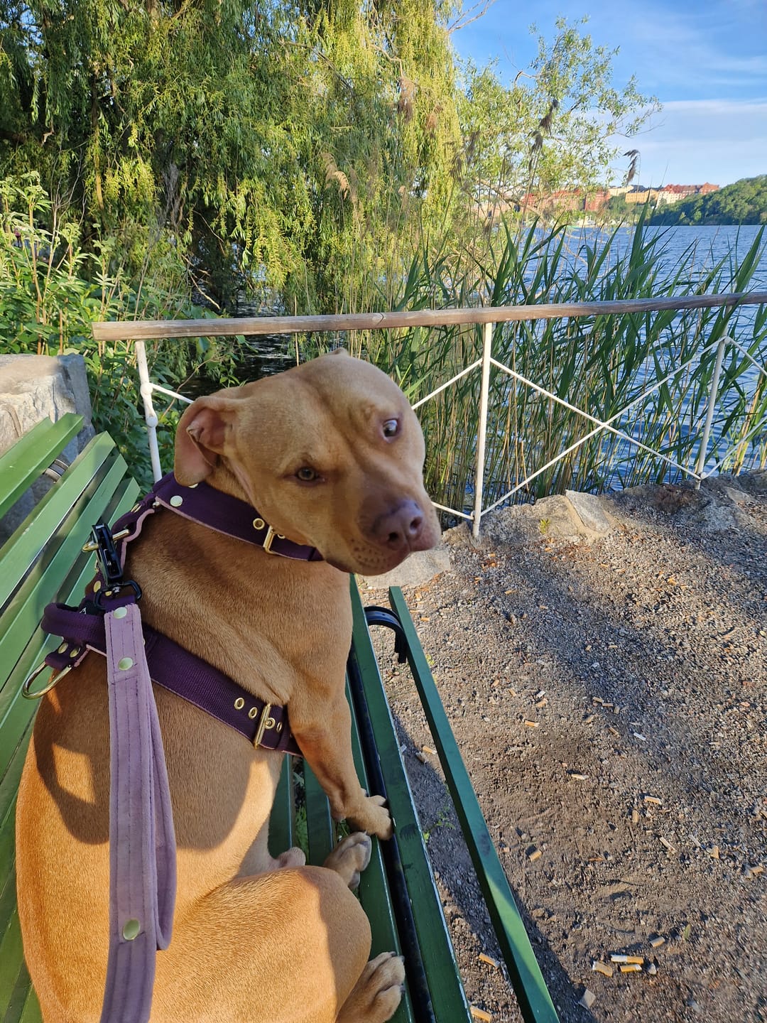 Customer photo review of Guard Leash Golden Edition Forest Green - Väktarkoppel med extra handtag