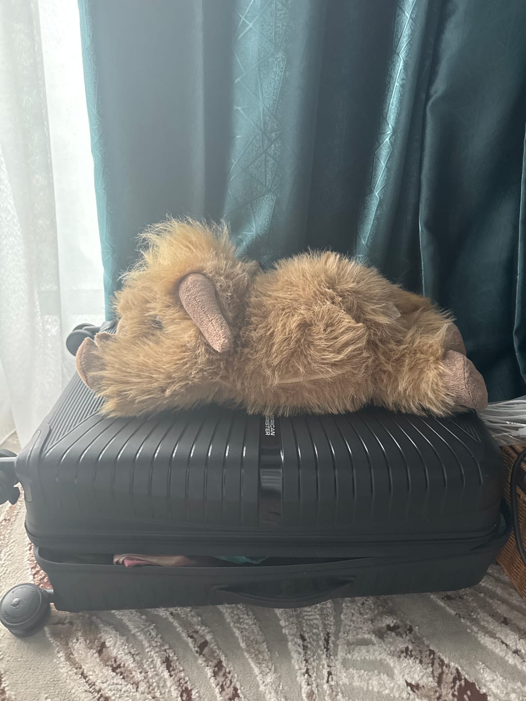 Customer photo review of Highland Cow Weighted Stuffed Animal