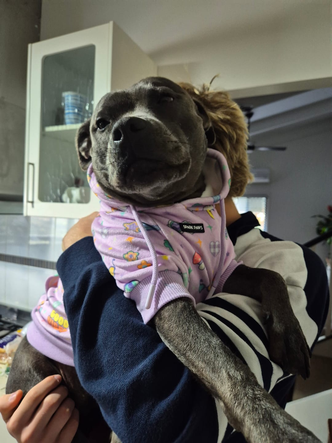 Customer photo review of Good Vibes Dog Hoodie - Purple