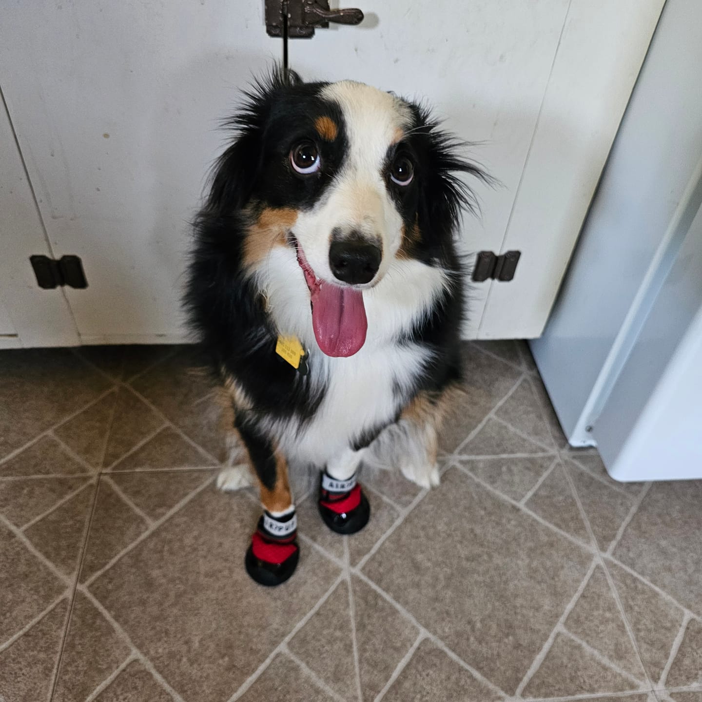 Customer photo review of AIR PUP DOG SHOES - SET OF 4