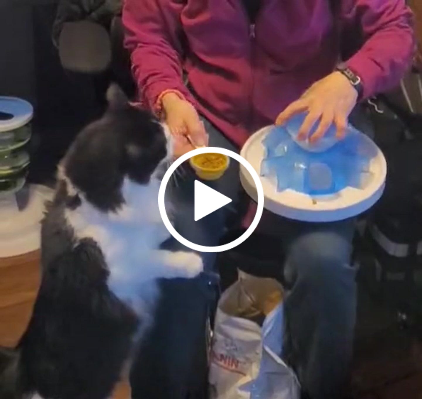Customer video review of Royal Canin Veterinary Diet - Urinary SO + Hydrolyzed Protein Dry Cat Food