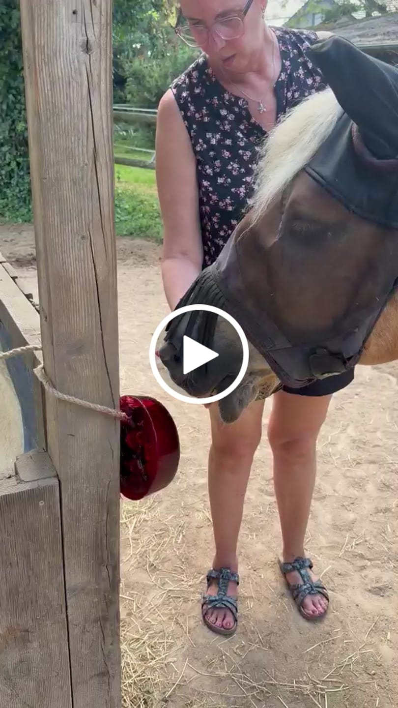 Customer video review of Pferde-Sommerpaket S – Eiskalte Abkühlung