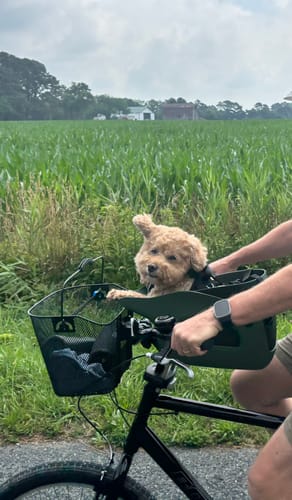Customer's small dog sitting in the Kvisp Dog Bike Carrier during a bike ride along a cornfield.
