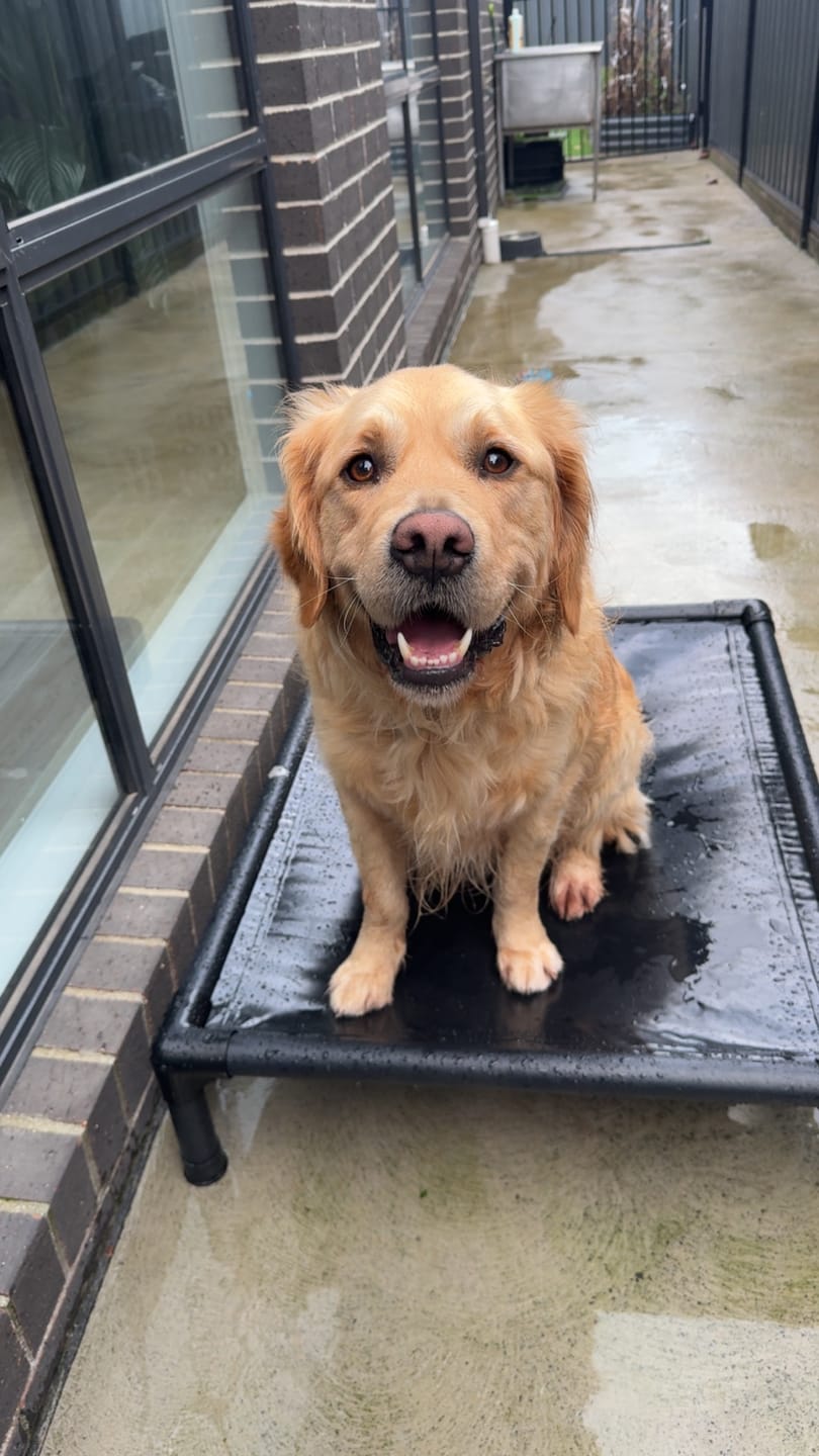 Customer photo review of Reinforced Elevated TuffyBed