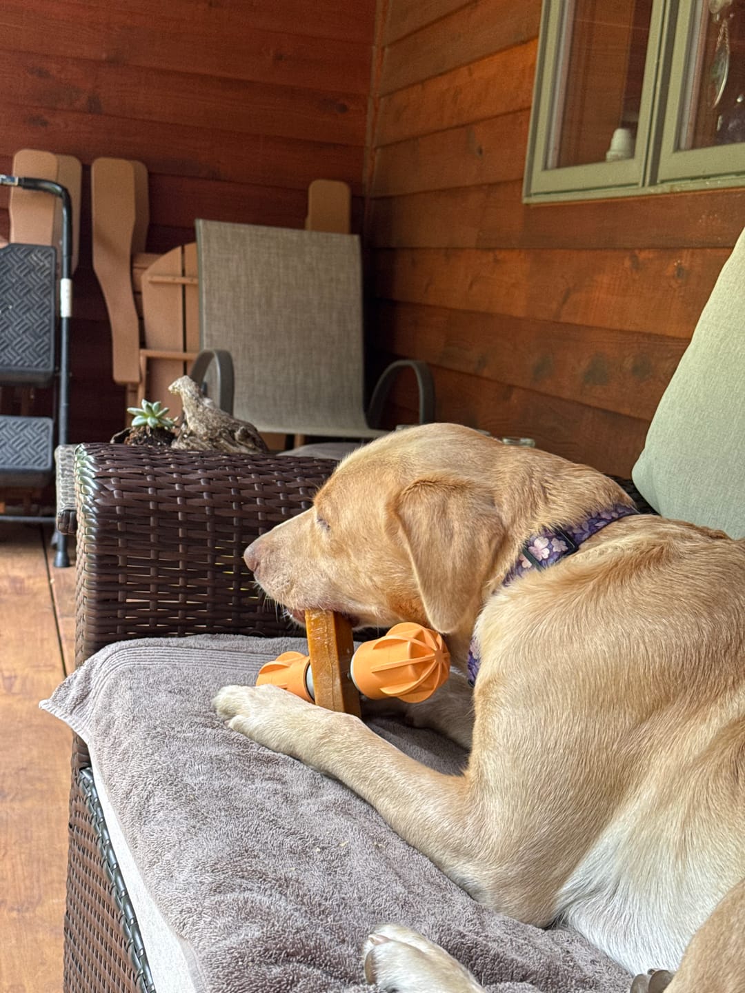 Customer photo review of Dog Chew Holder — No More Choking Risk | Hands-Free Safe Chewing