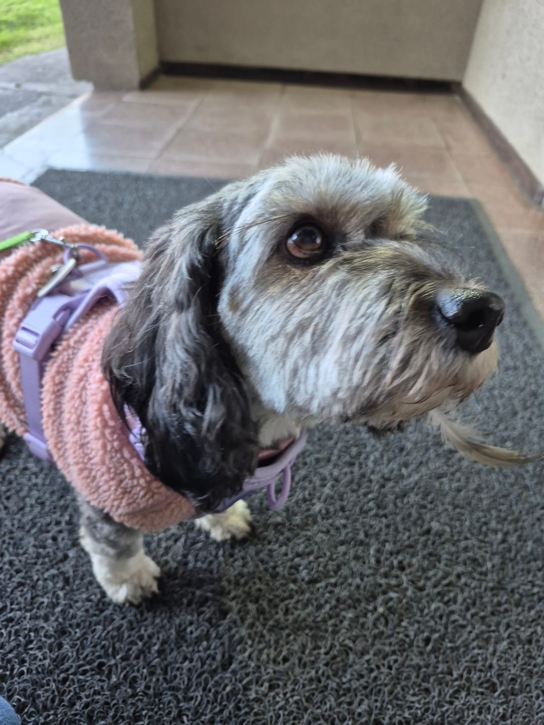 Customer photo review of Arnés Paws