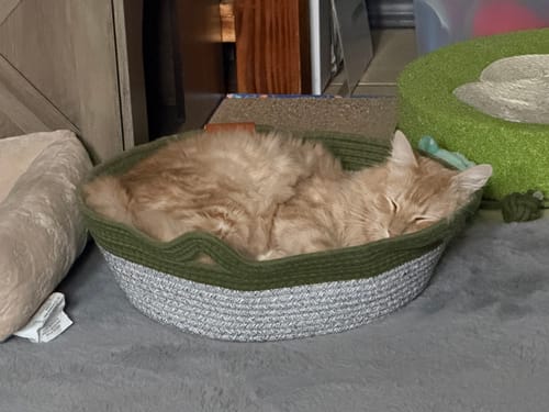 Customer photo review of Instinct Basket | Meet the first research-backed natural territory for indoor cats