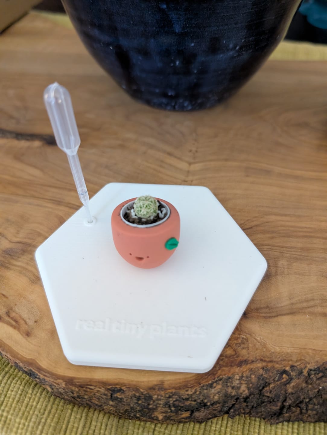 Customer photo review of Sweet Clementine