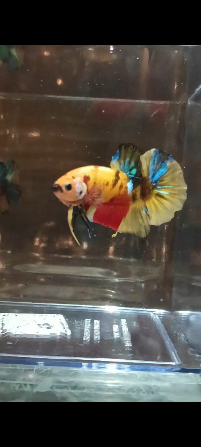 Customer photo review of Multicolor Plakat Male Betta Fish |Show Grade|  You Pick Fish