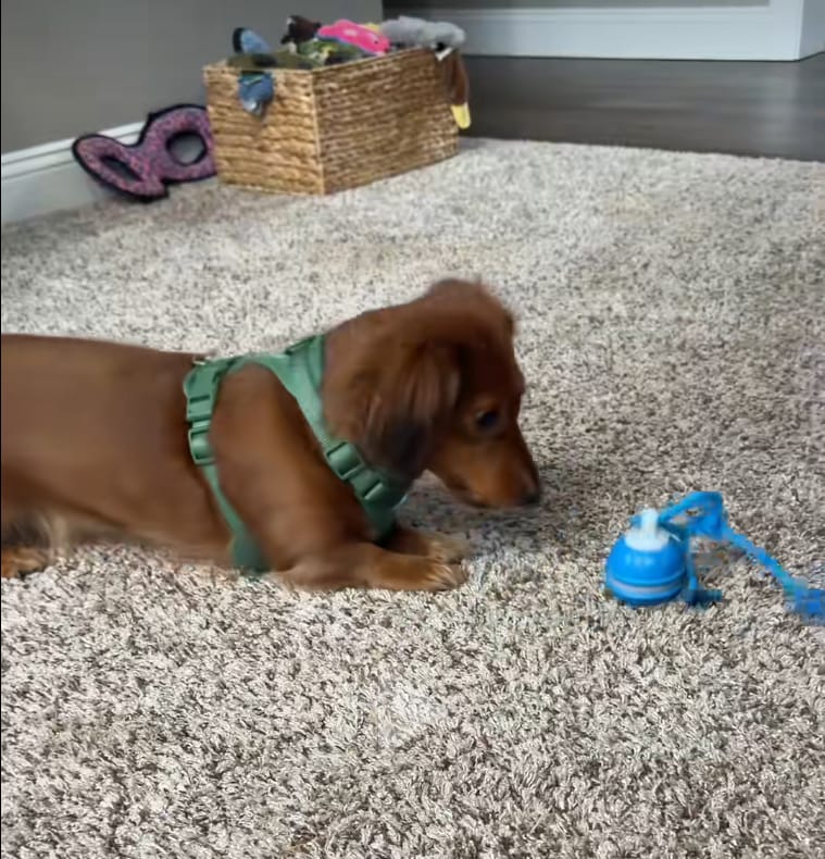Customer photo review of Motion Ball