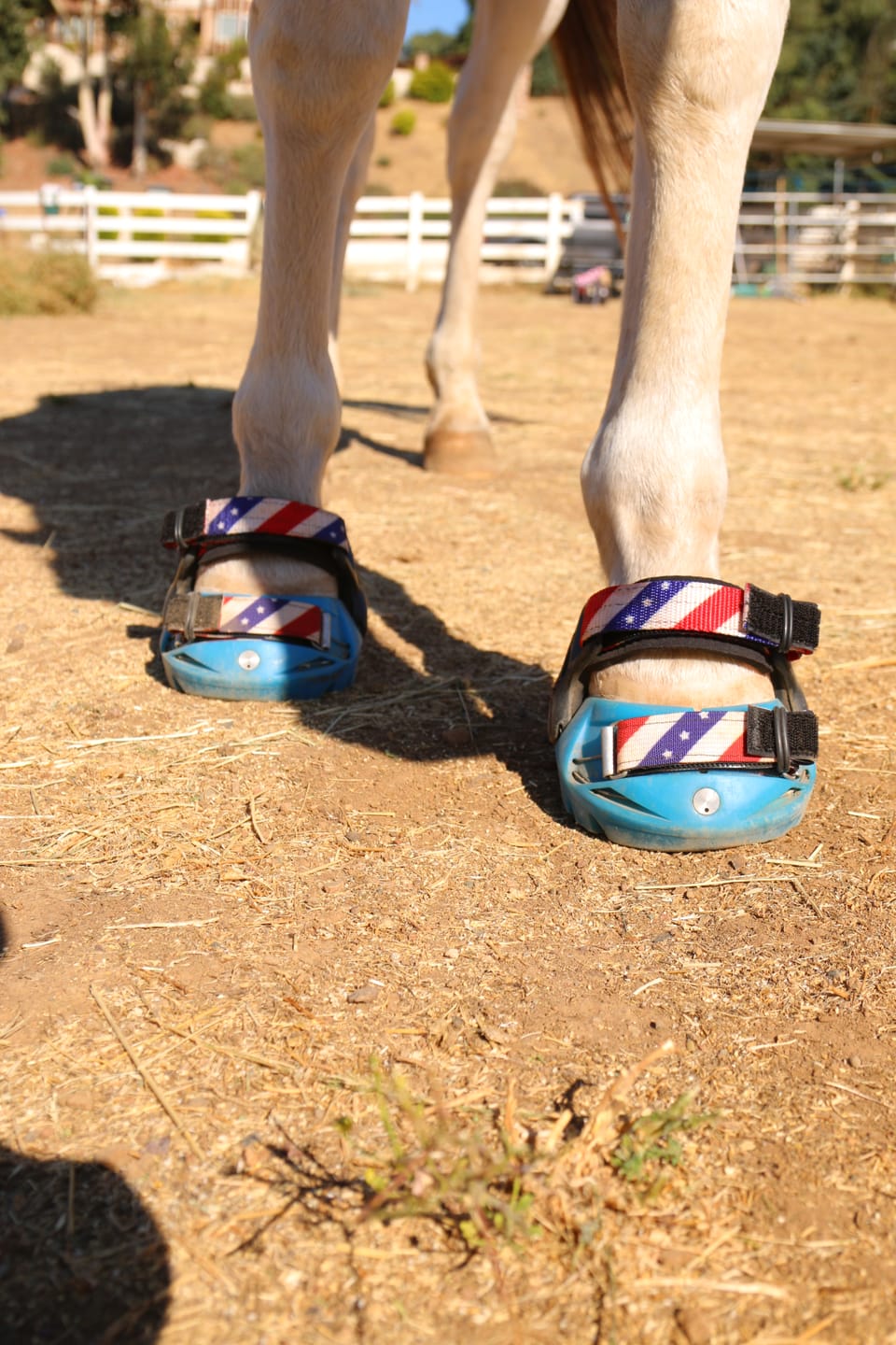 Customer photo review of Printed Pastern Strap: USA Vintage
