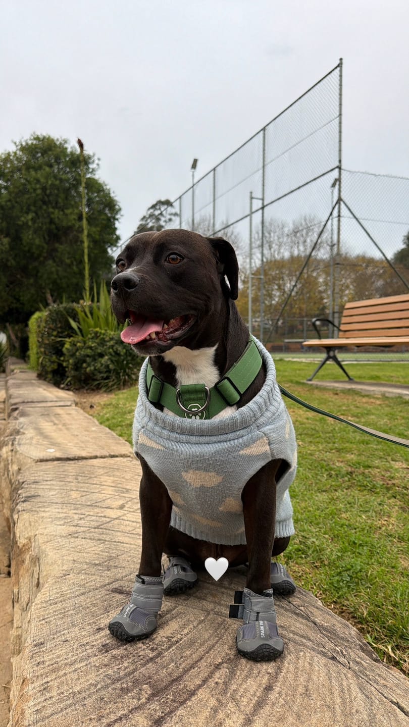 Customer photo review of Spark Paws 365 -  The All-Season Dog Shoes - Grey