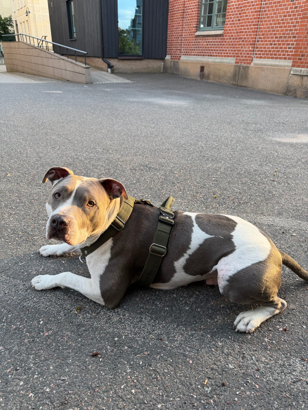 Customer photo review of Guard Leash Khaki - Väktarkoppel med extra handtag