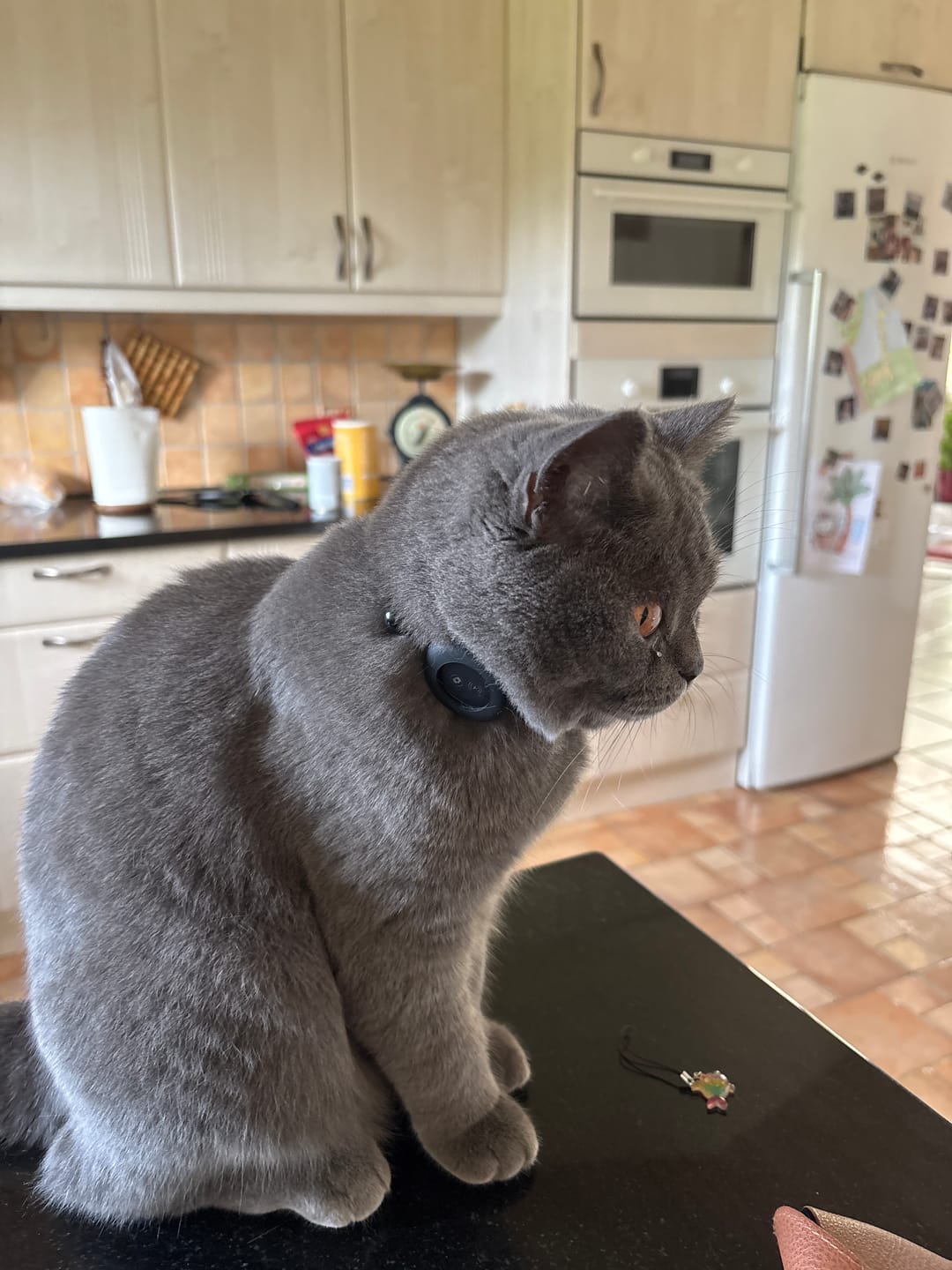 Customer photo review of AirTrackTag Kattpaket