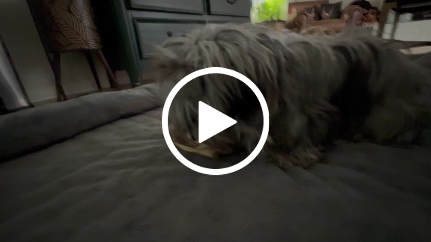 Customer video review of Ostrich Rib Chew (8" x 3.5"): The Long-Lasting, Flavorful Chew for Small and Medium Dogs - 2 Pieces