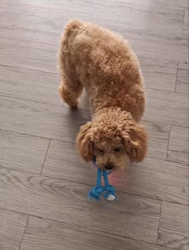 Customer photo review of Motion Ball