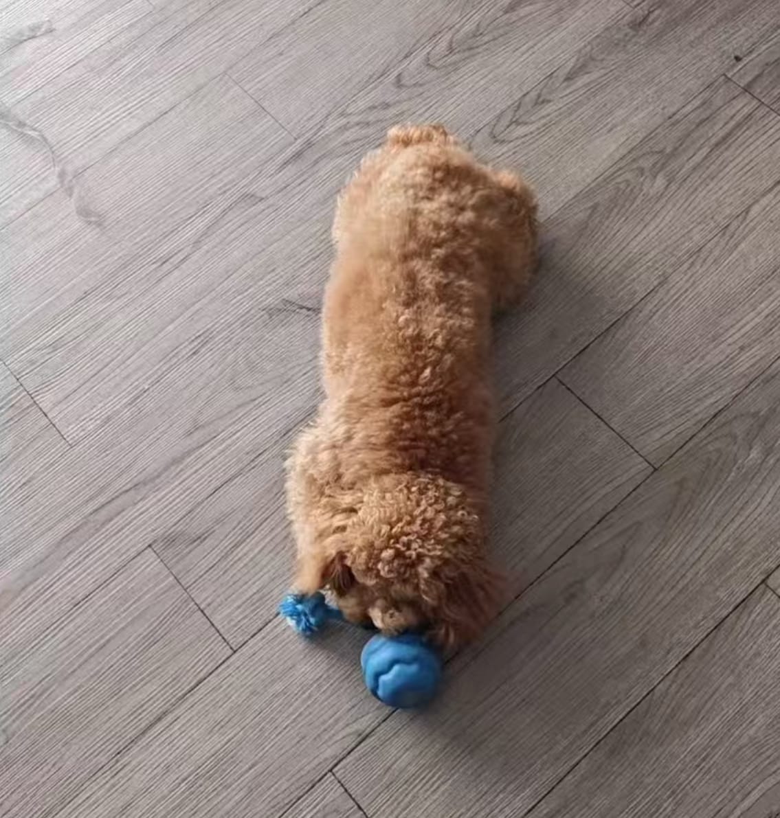 Customer photo review of Motion Ball