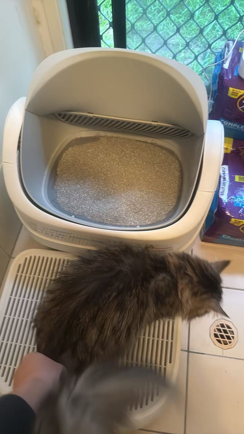 Customer photo review of Petbuds™ Open One App Monitoring Self-Cleaning Litter Box with Open Design