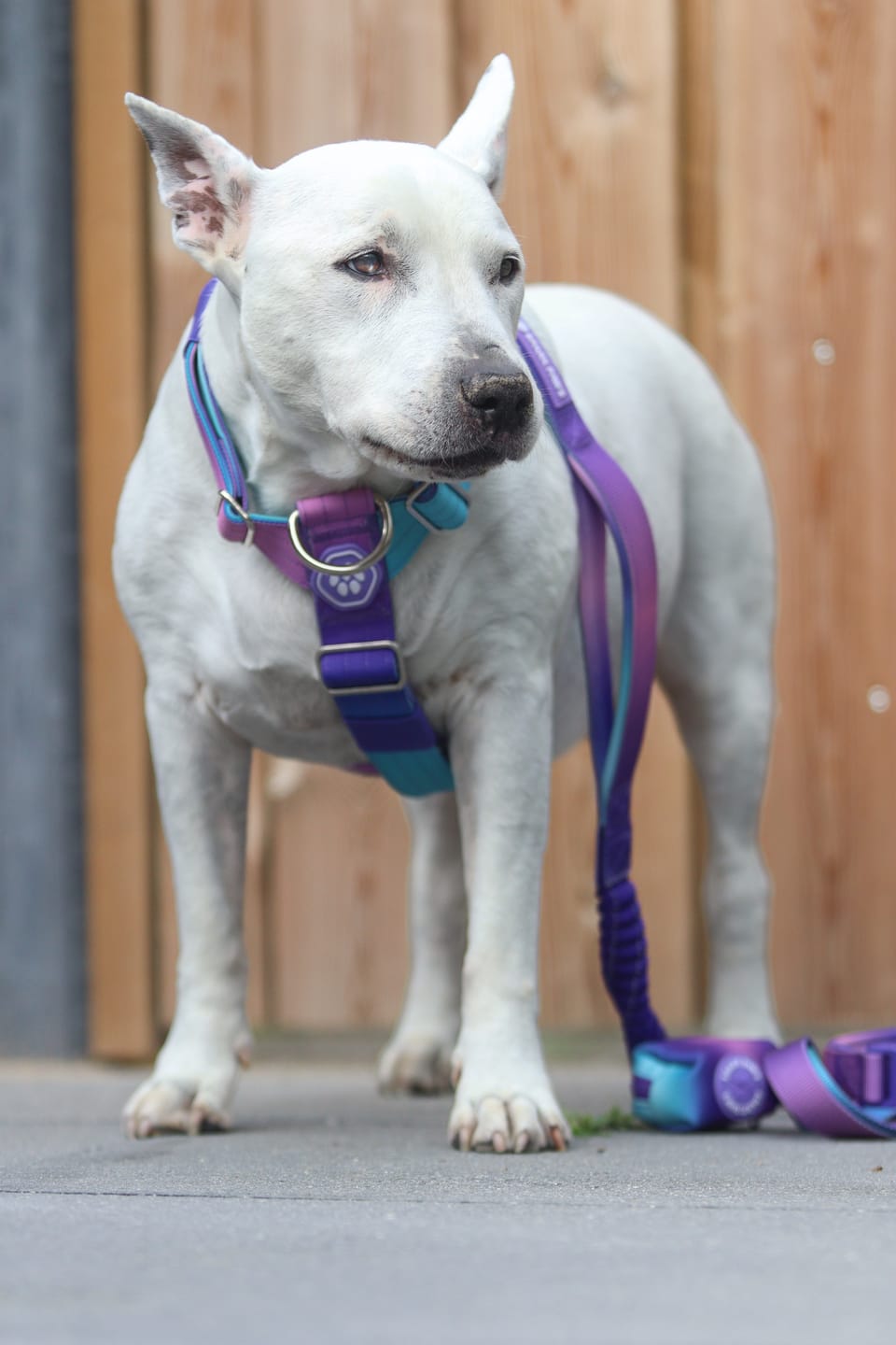 Customer photo review of Comfort Control No-Pull Dog Harness and Multipurpose Leash Set - 90s Retro