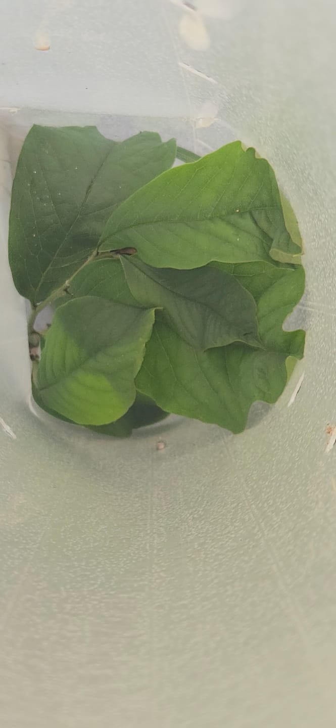 Customer photo review of Tree Pro Grow Tubes