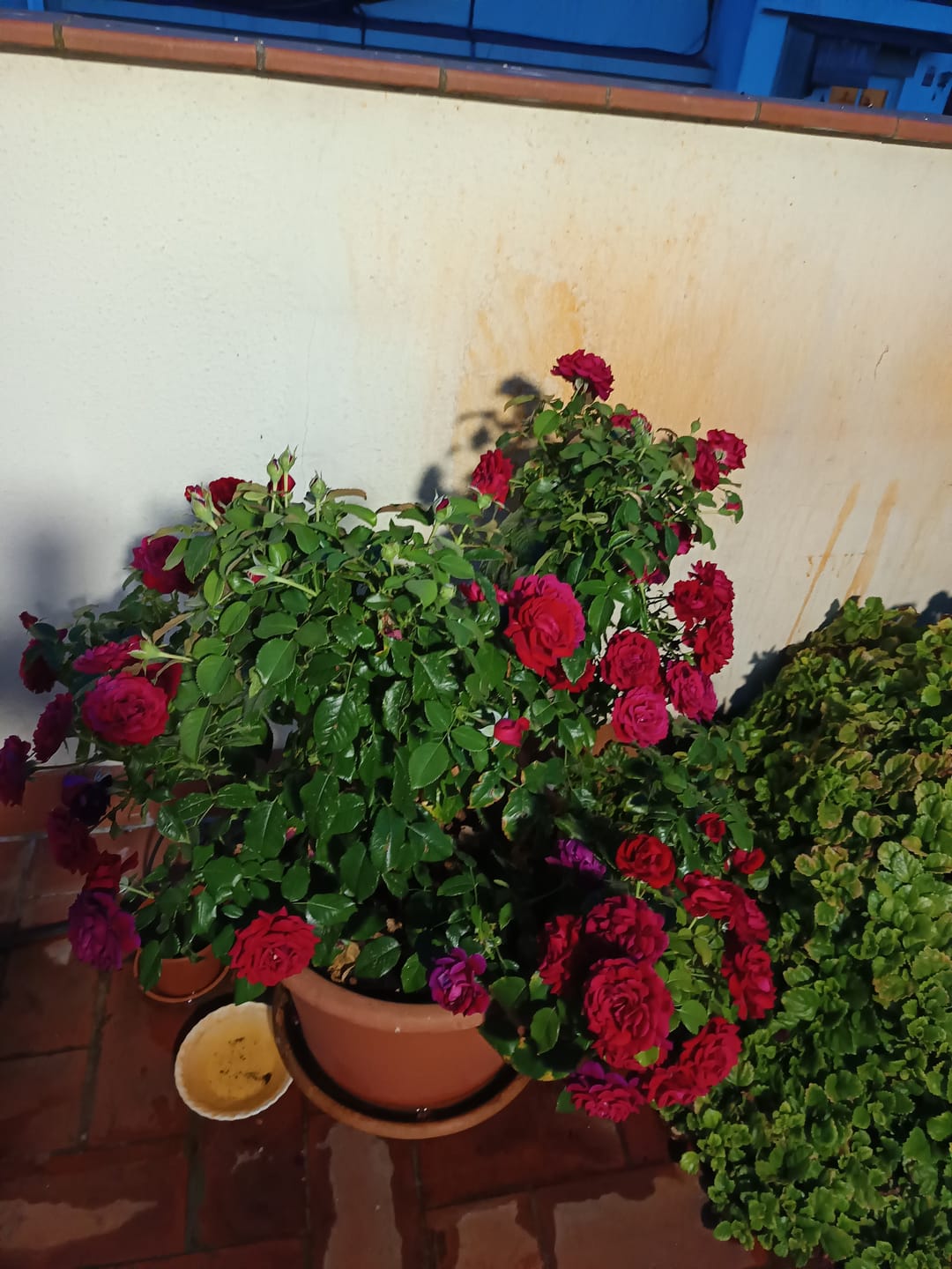 Customer photo review of FERTIBONO PROTECCIÓN TOTAL | Solución Multiusos Natural para Plantas | 1 L |  Jabón Potásico + Aceite de Neem | Ideal para Huertos y Jardines