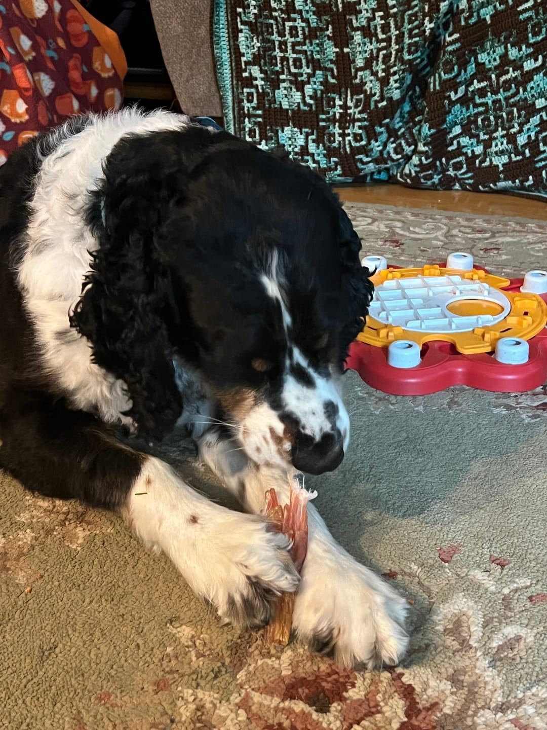 Customer photo review of Beef Tendon