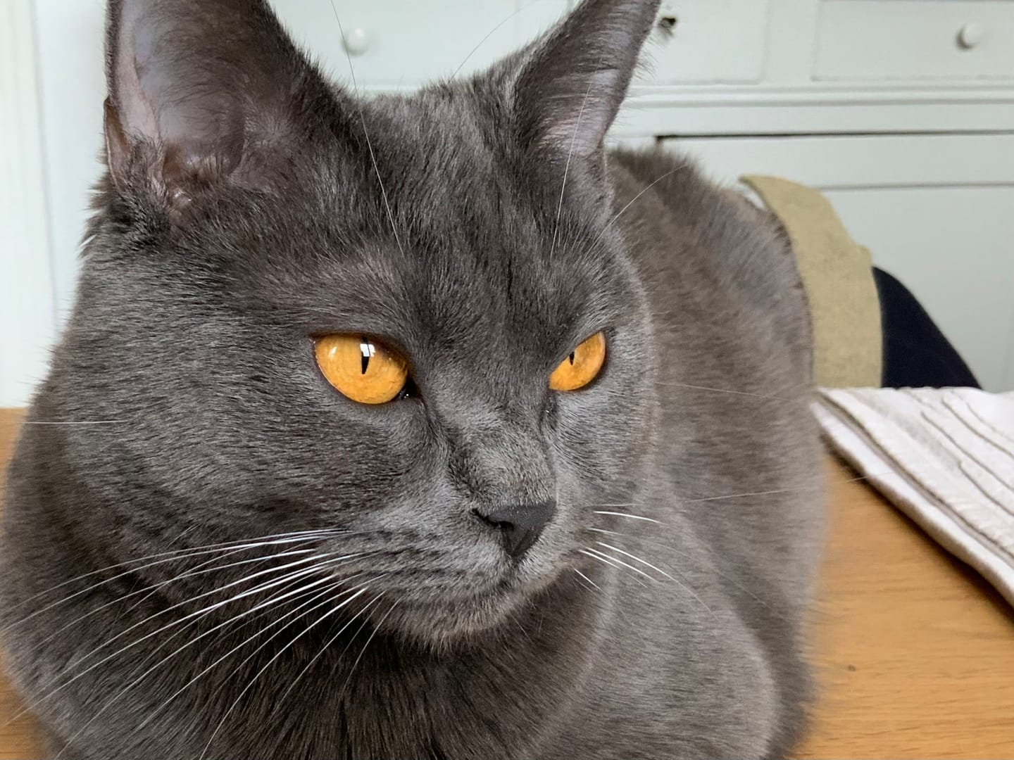 Customer photo review of Pâtée Truite & Dinde (x17) - Chat